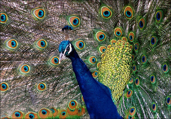 Pfau