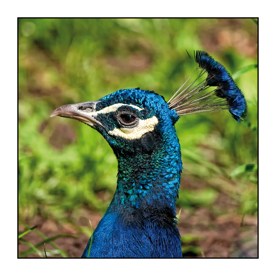 Pfau