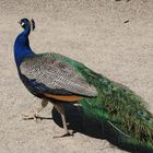 Pfau aber leider wollte er kein Rad schlagen