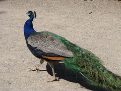 Pfau aber leider wollte er kein Rad schlagen