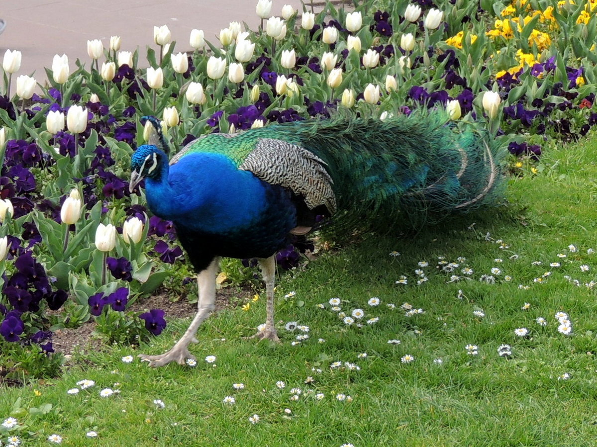 Pfau