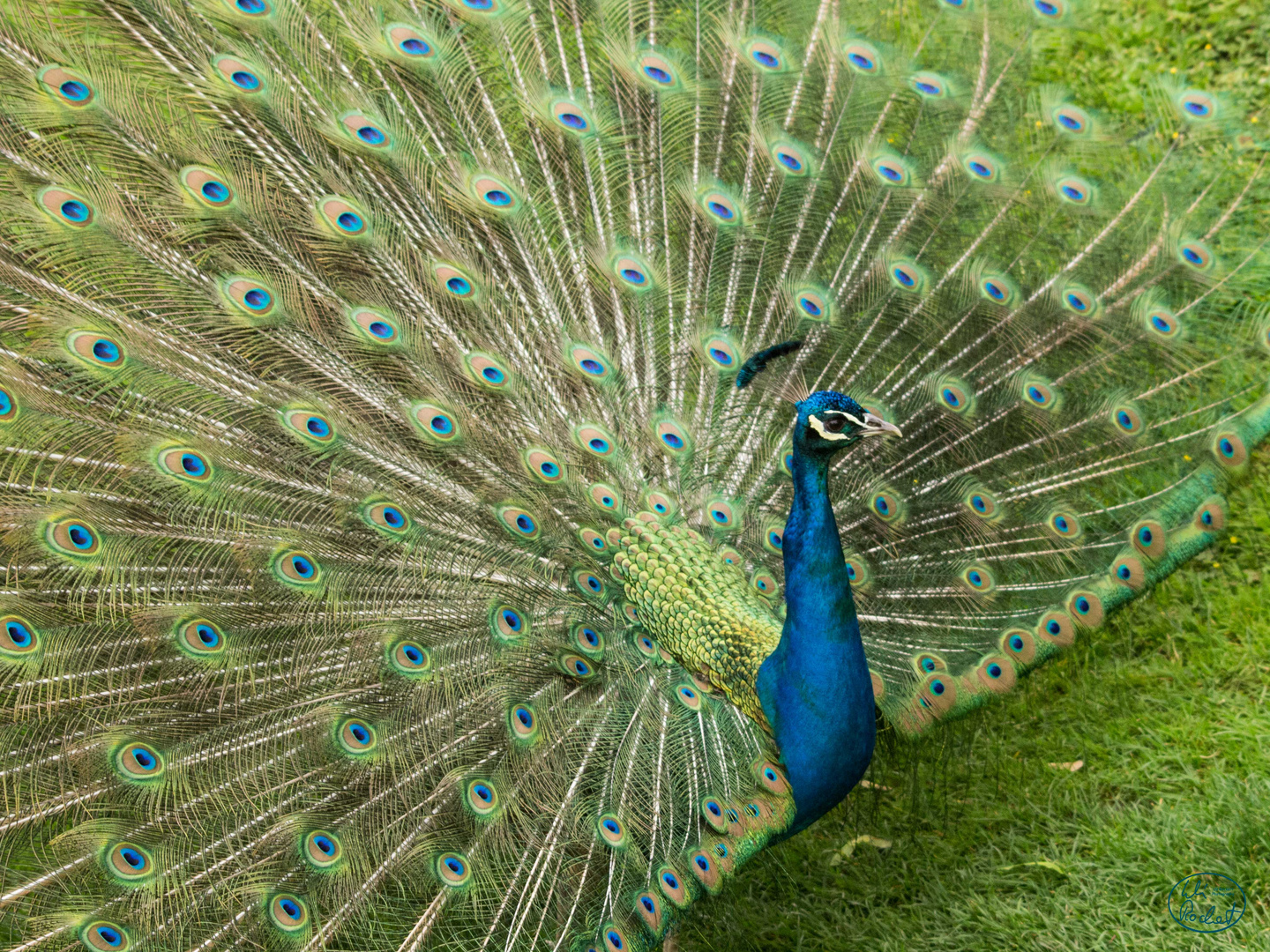 Pfau