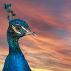 Pfau