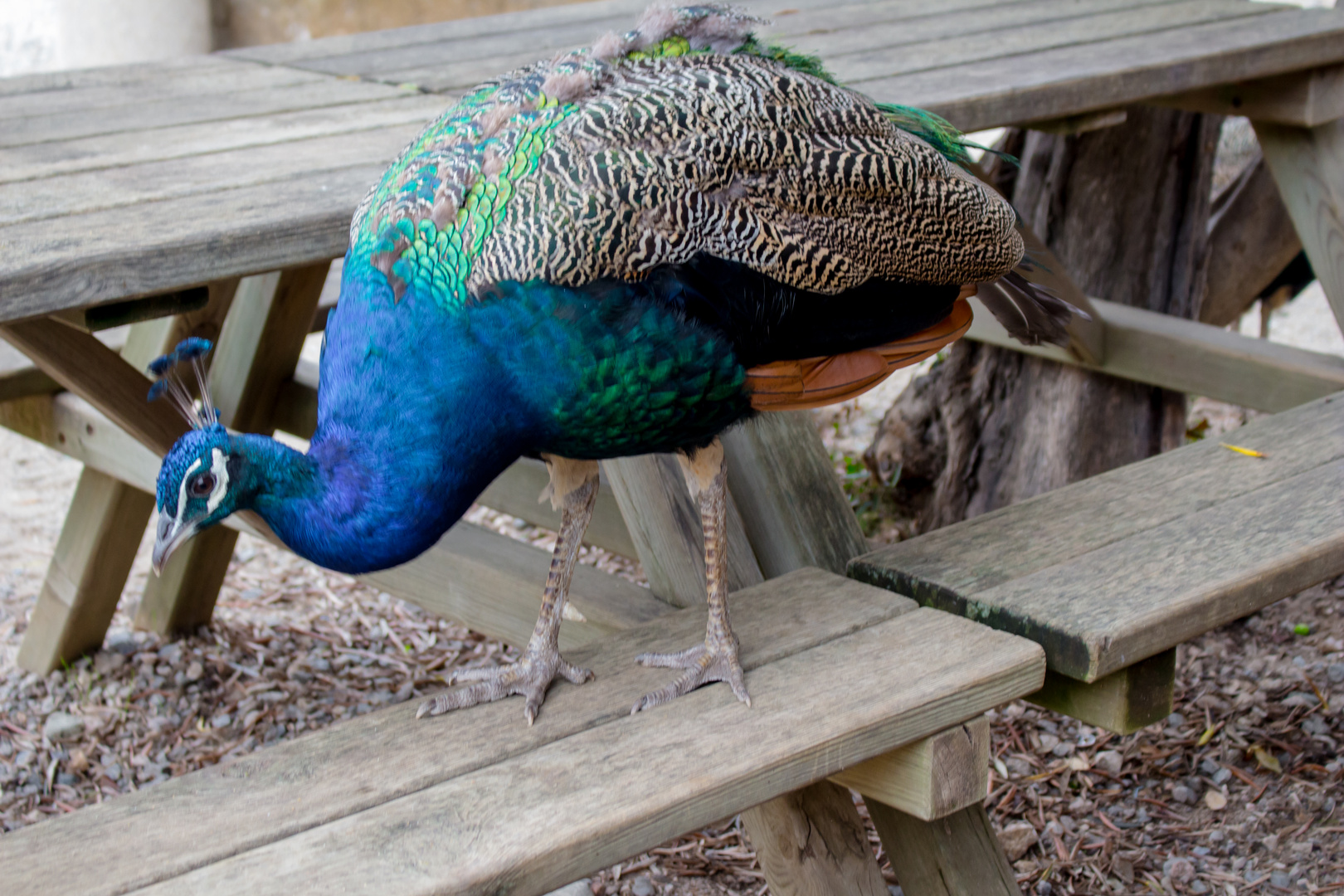 Pfau als Frühstücksgast 1