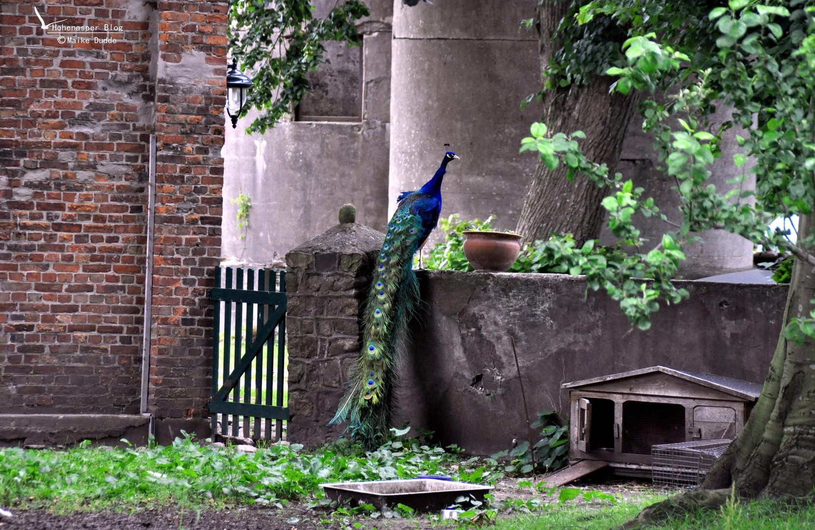 Pfau am Kanal13