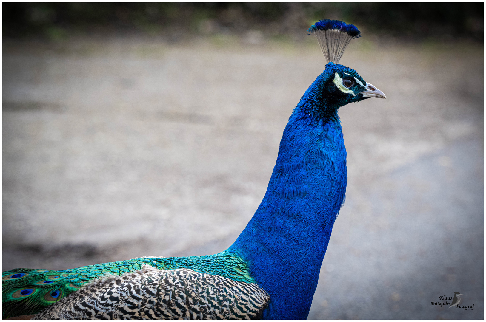 Pfau am Niederrhein