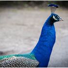 Pfau am Niederrhein