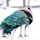 Pfau - Auch ein schöner Rücken kann entzücken