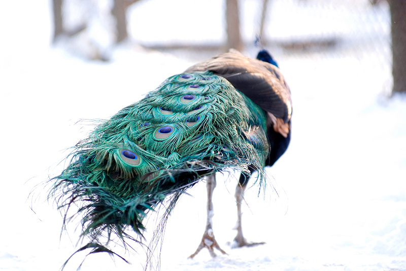 Pfau - Auch ein schöner Rücken kann entzücken