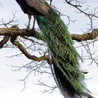 Pfau auf Baum