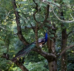 Pfau auf Beobachtungsposten