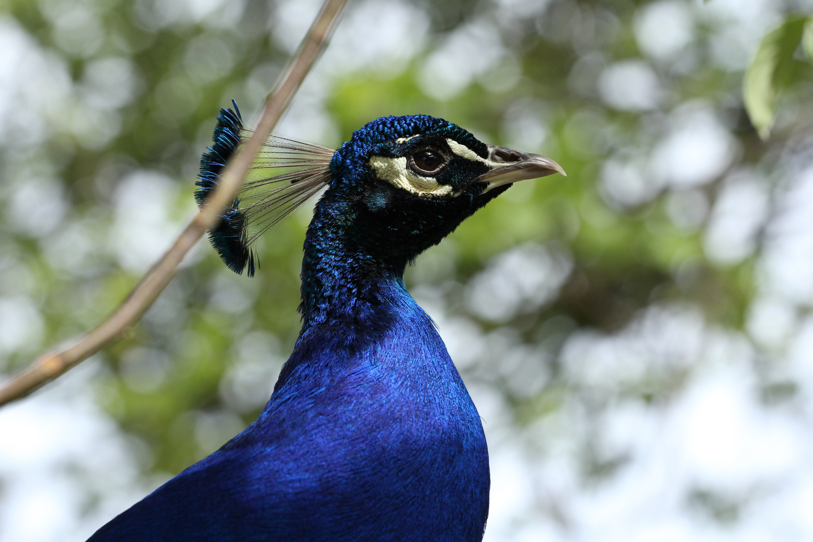 Pfau auf Brautschau