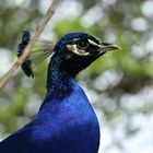 Pfau auf Brautschau