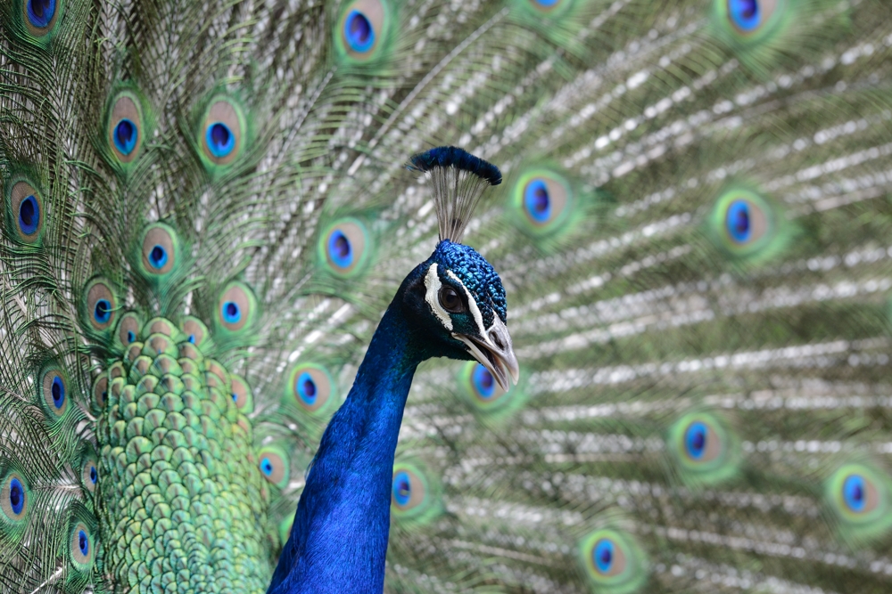 Pfau auf Brautschau