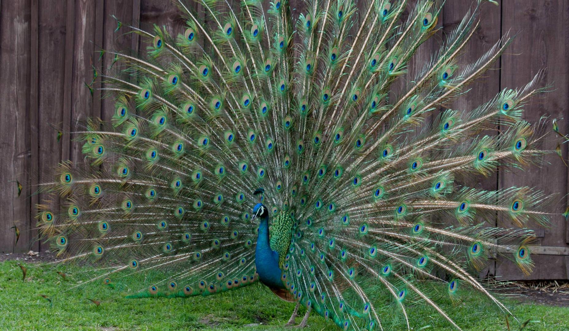 Pfau auf Brautschau