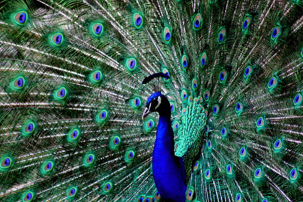 Pfau auf Brautschau