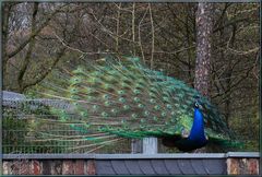 Pfau auf Dach