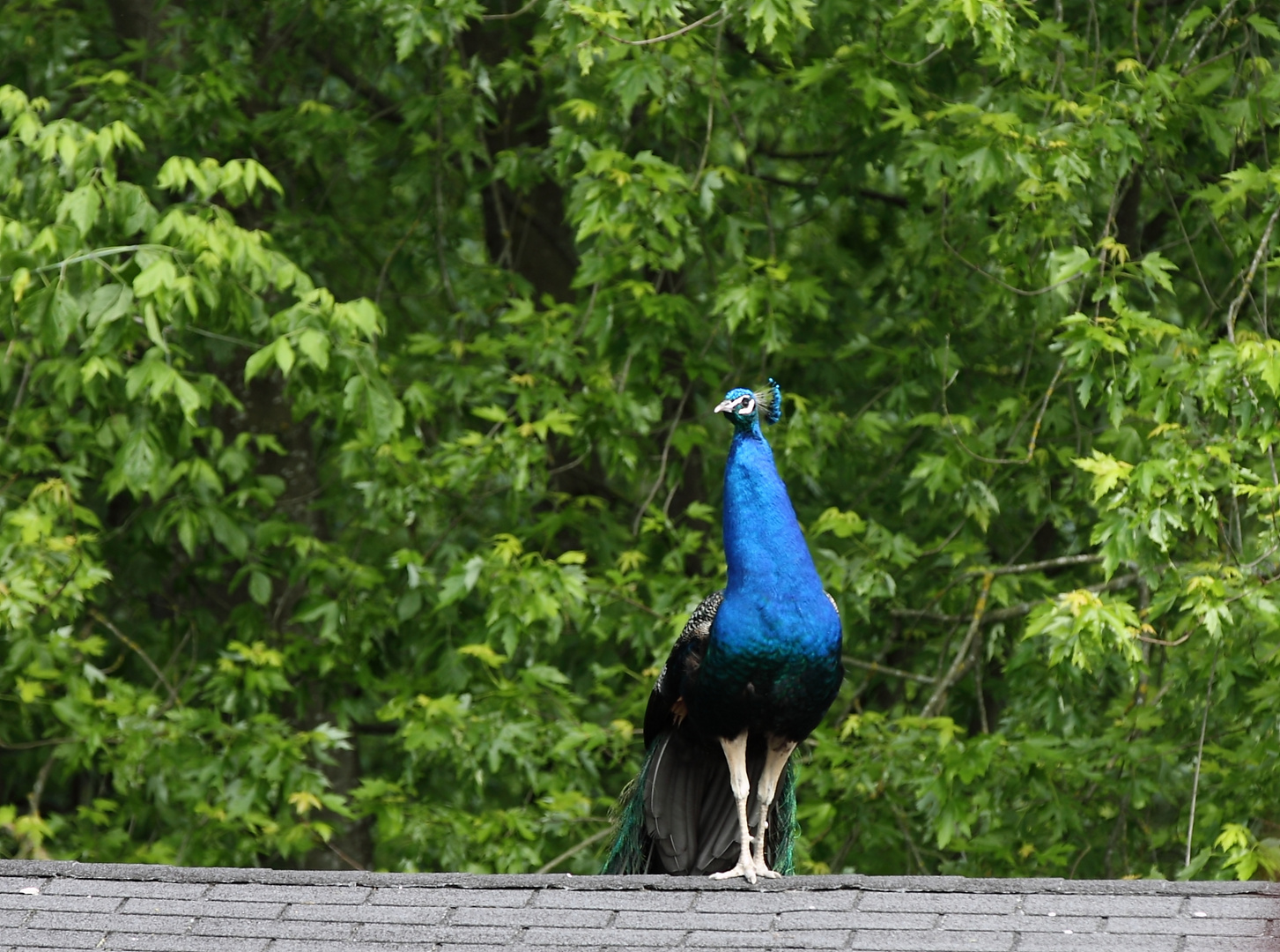 Pfau auf dem Dach