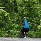 Pfau auf dem Dach