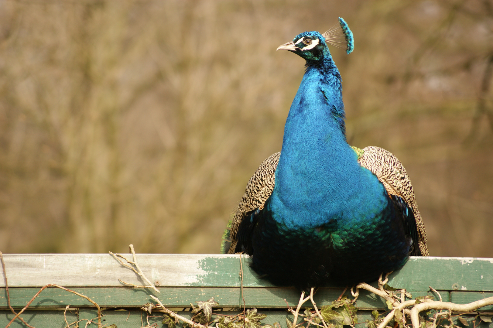 Pfau auf dem Zaun