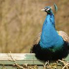 Pfau auf dem Zaun