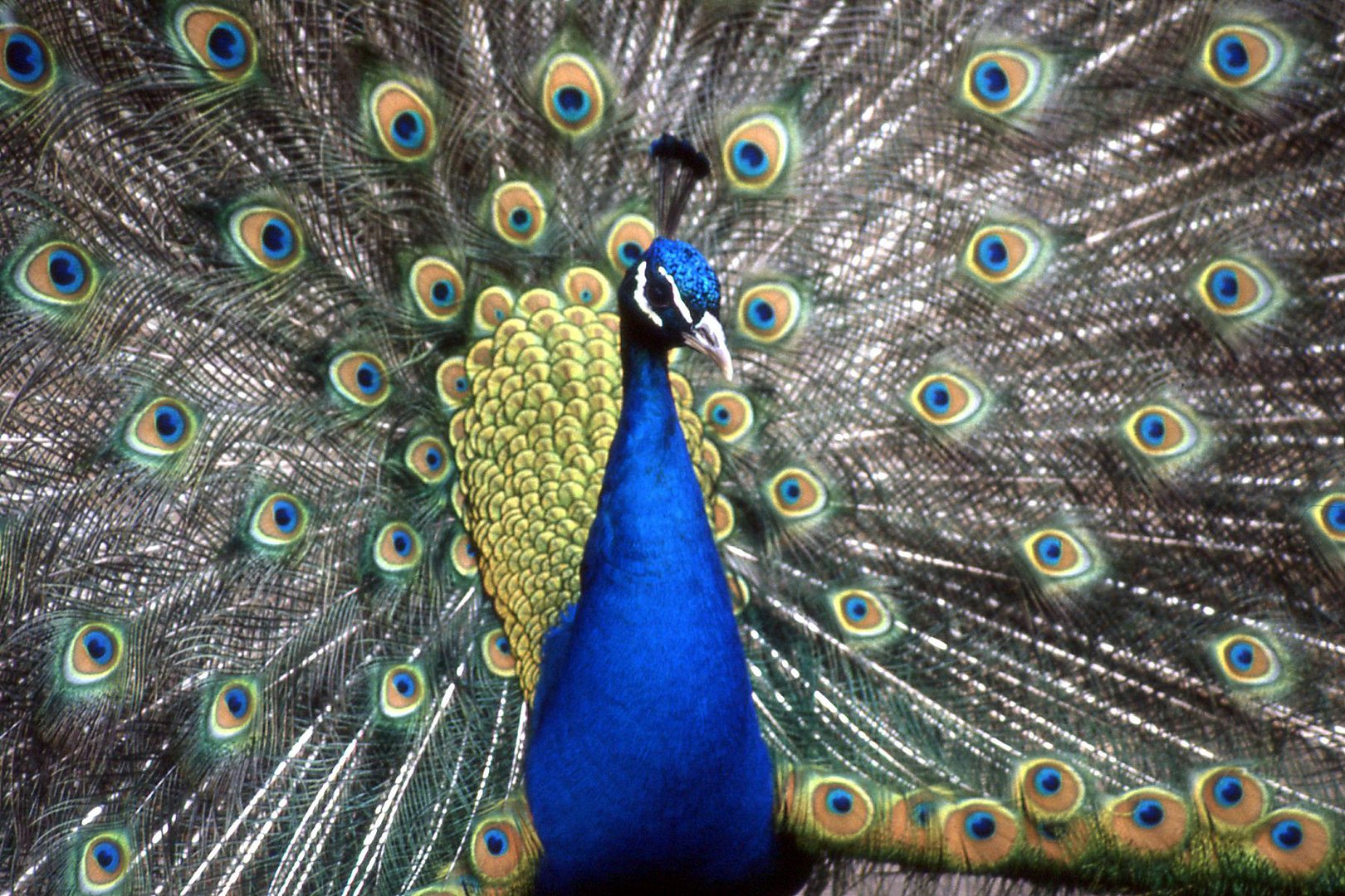 Pfau auf der Berliner Pfaueninsel