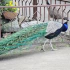 Pfau auf der Flucht