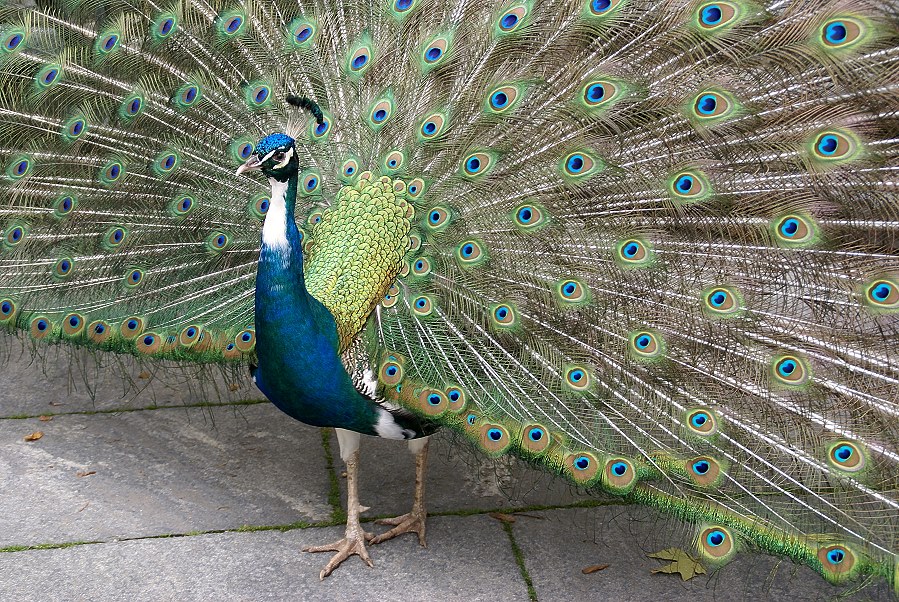 Pfau auf der Insel Mainau