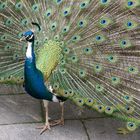 Pfau auf der Insel Mainau