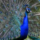 Pfau auf der Insel Siebenbergen in Kassel, Karlsaue