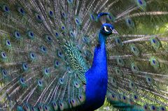 Pfau auf der Insel Siebenbergen in Kassel, Karlsaue