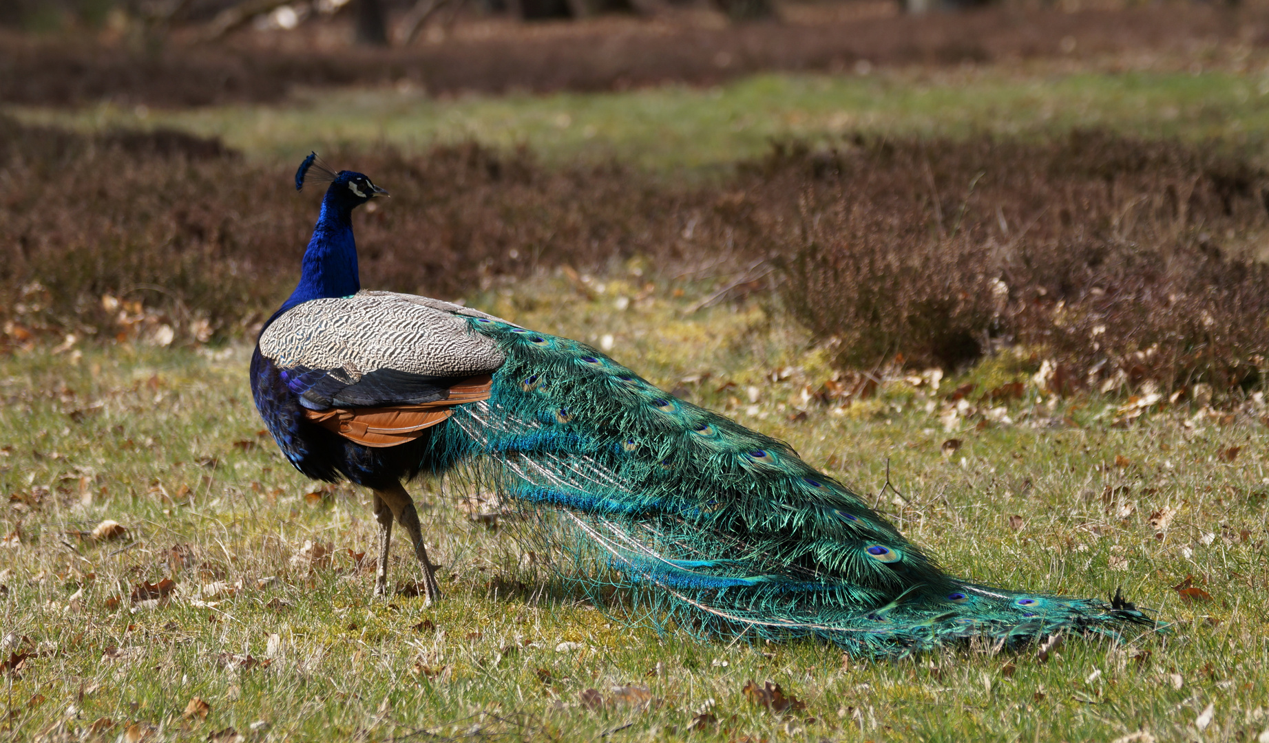 Pfau auf der Pfaueninsel