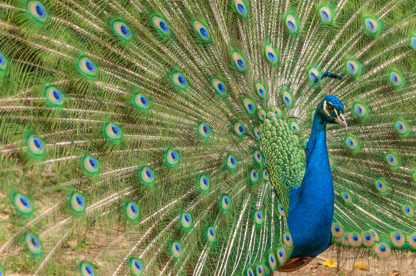 Pfau auf der Pfaueninsel bei Berlin