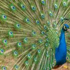 Pfau auf der Pfaueninsel bei Berlin