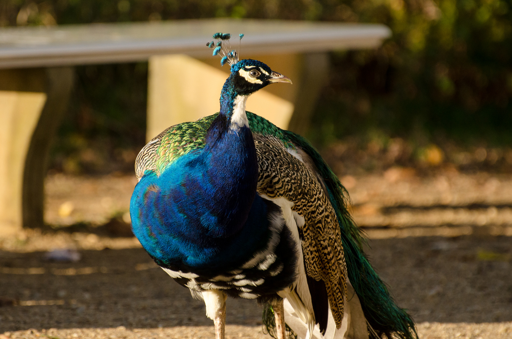 Pfau auf der Pfaueninsel