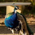 Pfau auf der Pfaueninsel