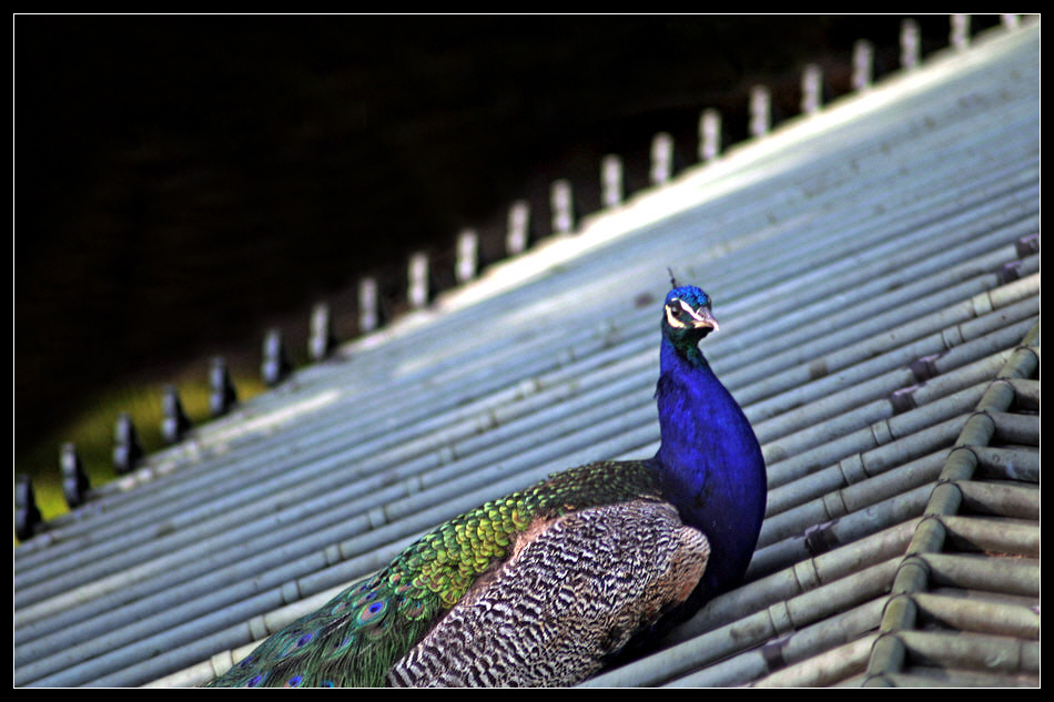 Pfau auf einem Dach in der Wilhelma ...