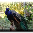 Pfau auf einer Parkbank