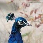 Pfau auf Entdeckungsreise