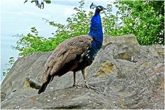 Pfau auf Fels (Zoo Neuwied)