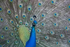 ~ Pfau auf Festung St. Peter, Bodrum ~