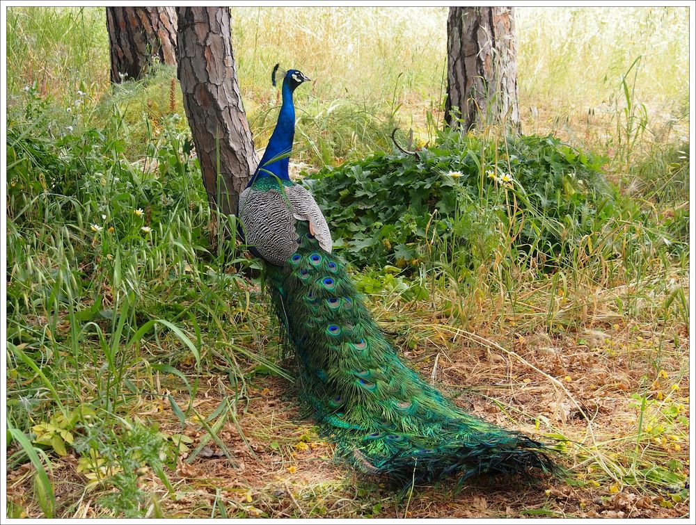 Pfau auf Filmerimos