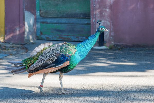 Pfau auf seinem Spaziergang. 