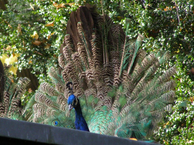 Pfau auf WC-Häuschen