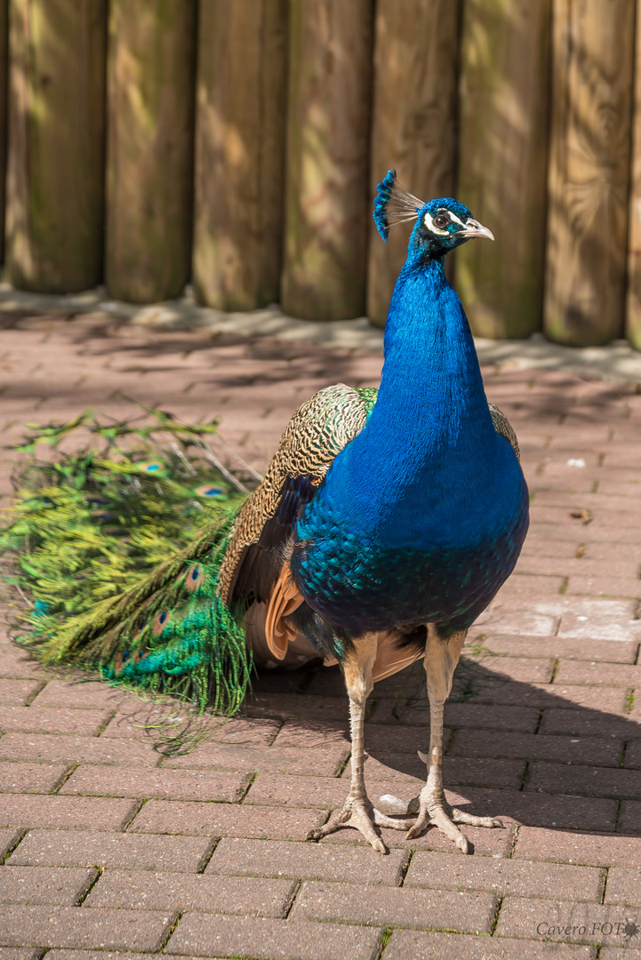 Pfau aus dem Dortmunder Zoo