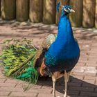 Pfau aus dem Dortmunder Zoo