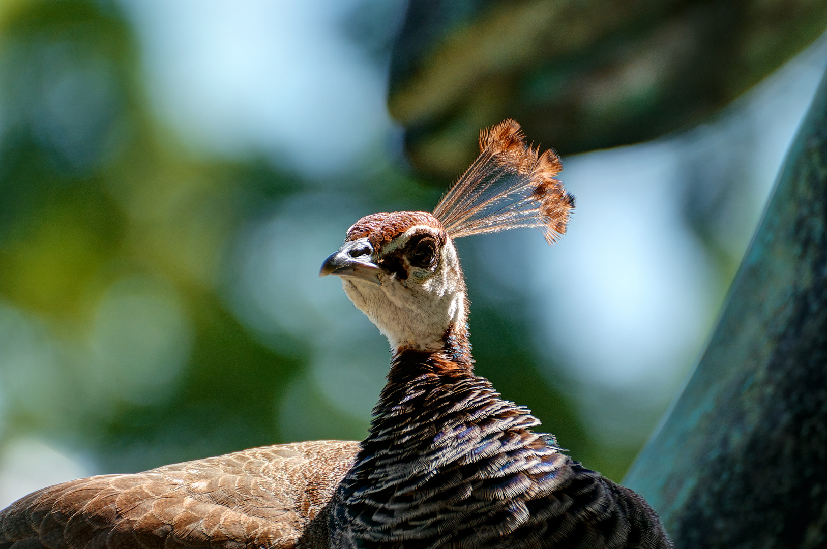 Pfau aus dem Leipziger Zoo