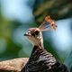 Pfau aus dem Leipziger Zoo