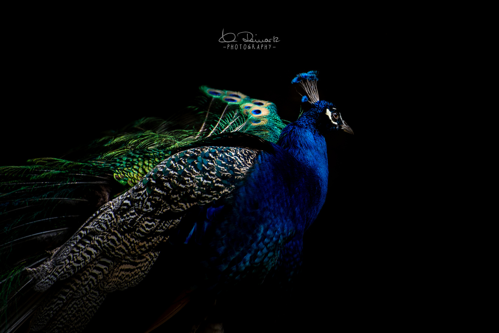 Pfau aus dem Wildtierpark Hundshaupten