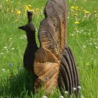 Pfau aus Holz